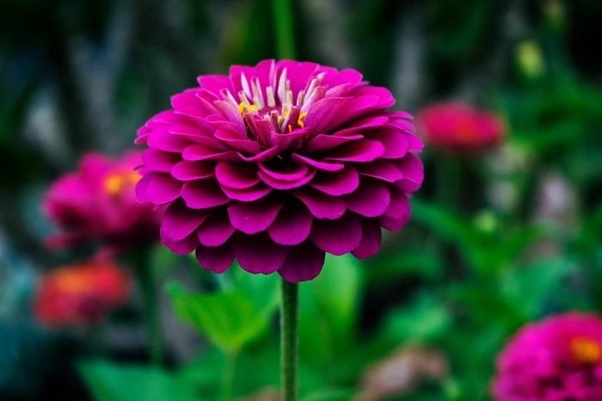 pink_flower.jpg